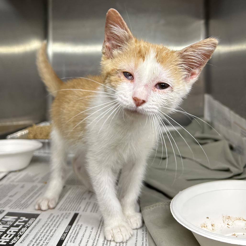Noodle, a Adoptable Domestic Short Hair in Pauls Valley, OK image 3/6