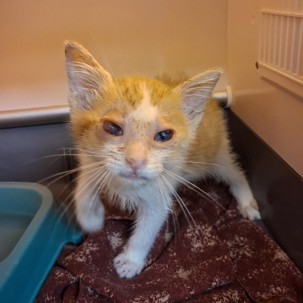 Noodle, a Adoptable Domestic Short Hair in Pauls Valley, OK image 4/6