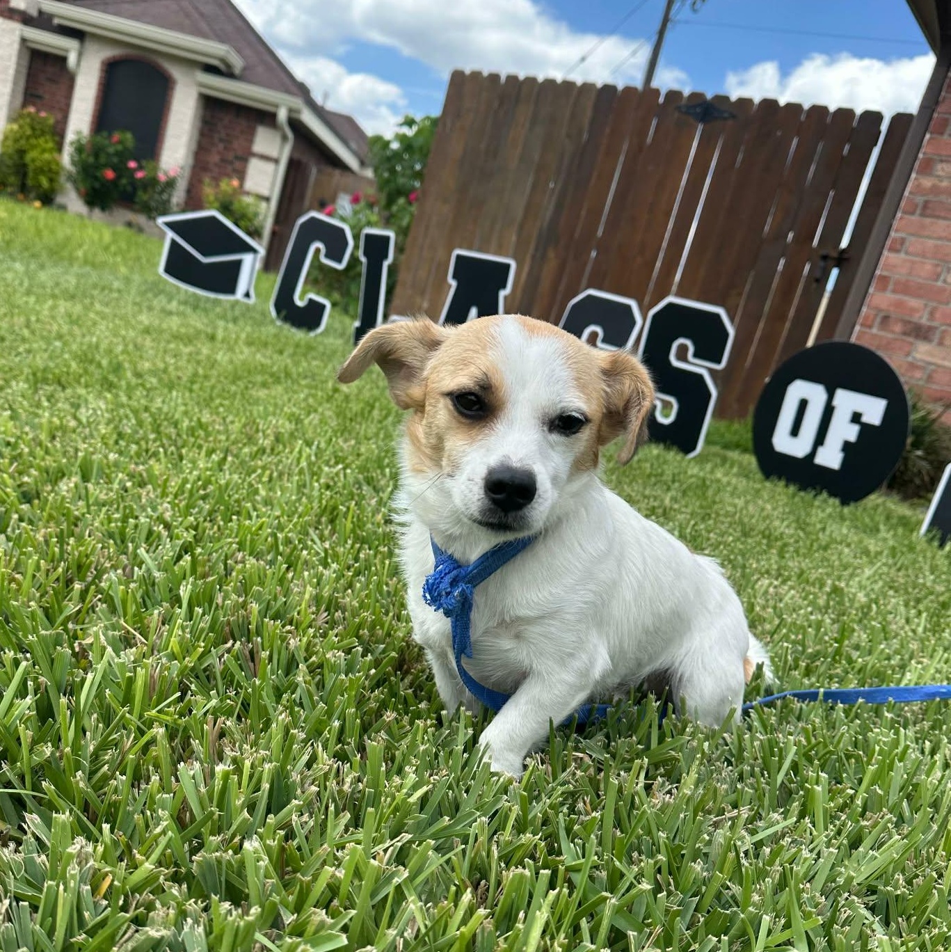 Enlarge Jojo, a ADOPTABLE mixed breed in Austin, TX image 1/3