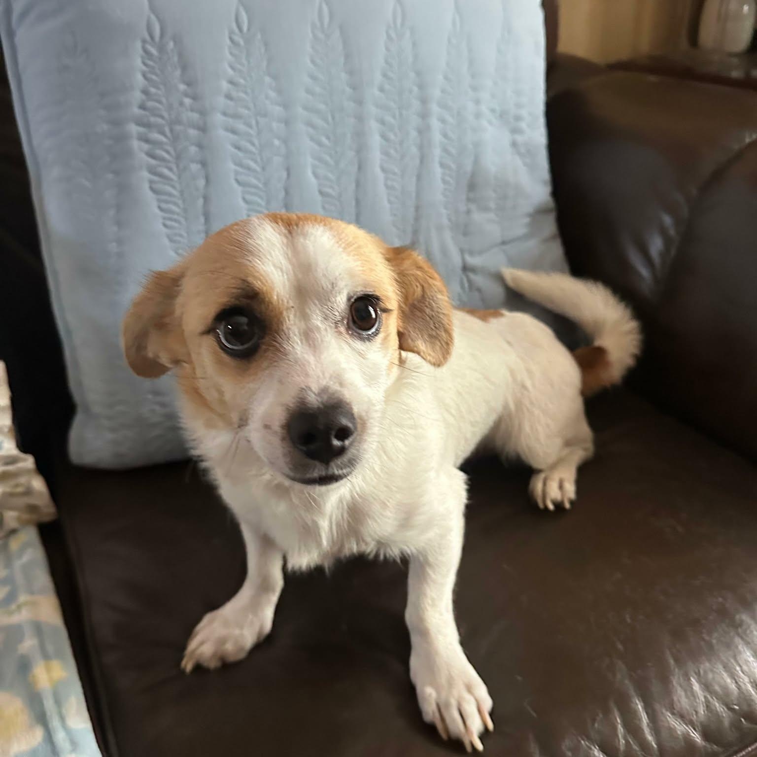 Enlarge Jojo, a ADOPTABLE mixed breed in Austin, TX image 2/3