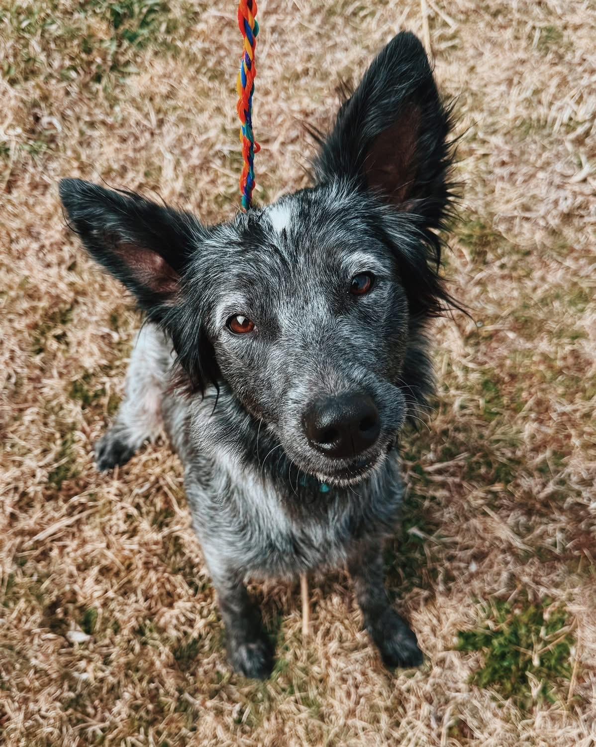 Chloe, adopted, Young Female Australian Cattle Dog / Blue Heeler.