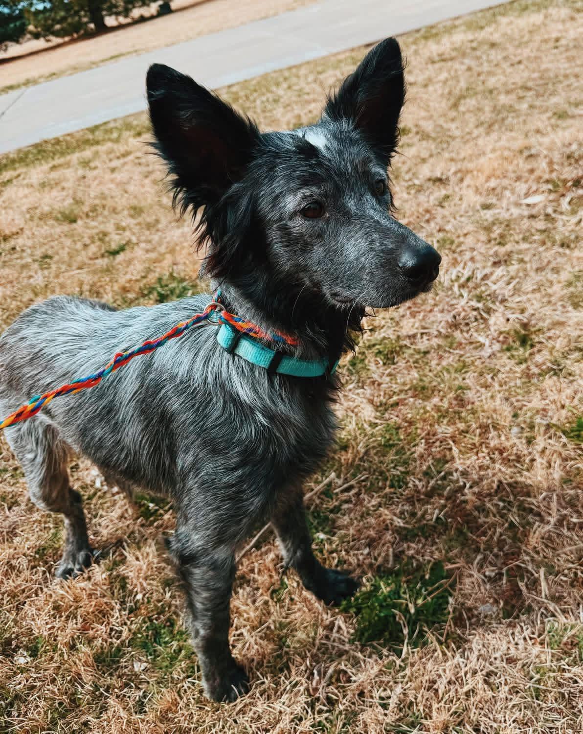 Chloe, an adopted mixed breed in Hays, KS image 4/5