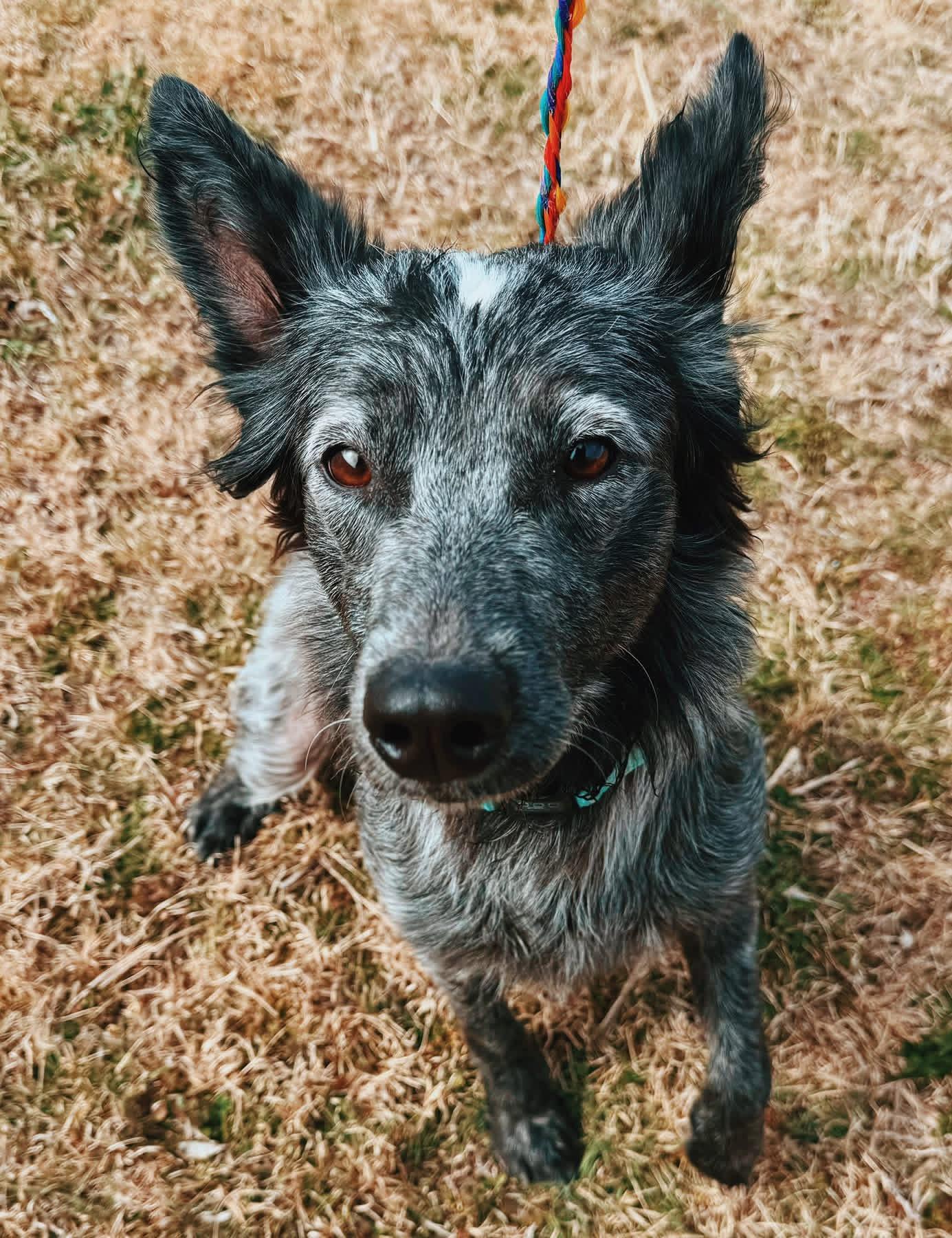 Chloe, an adopted mixed breed in Hays, KS image 2/5