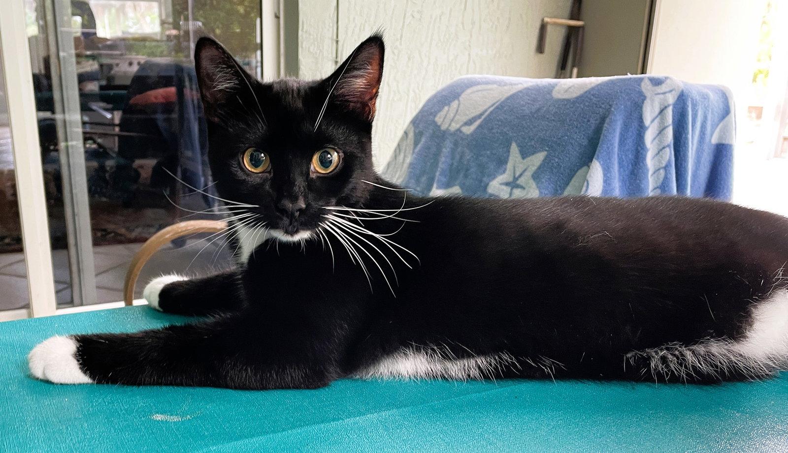 Tuxi Boy, Adoptable, Kitten Male Tuxedo & Domestic Short Hair.