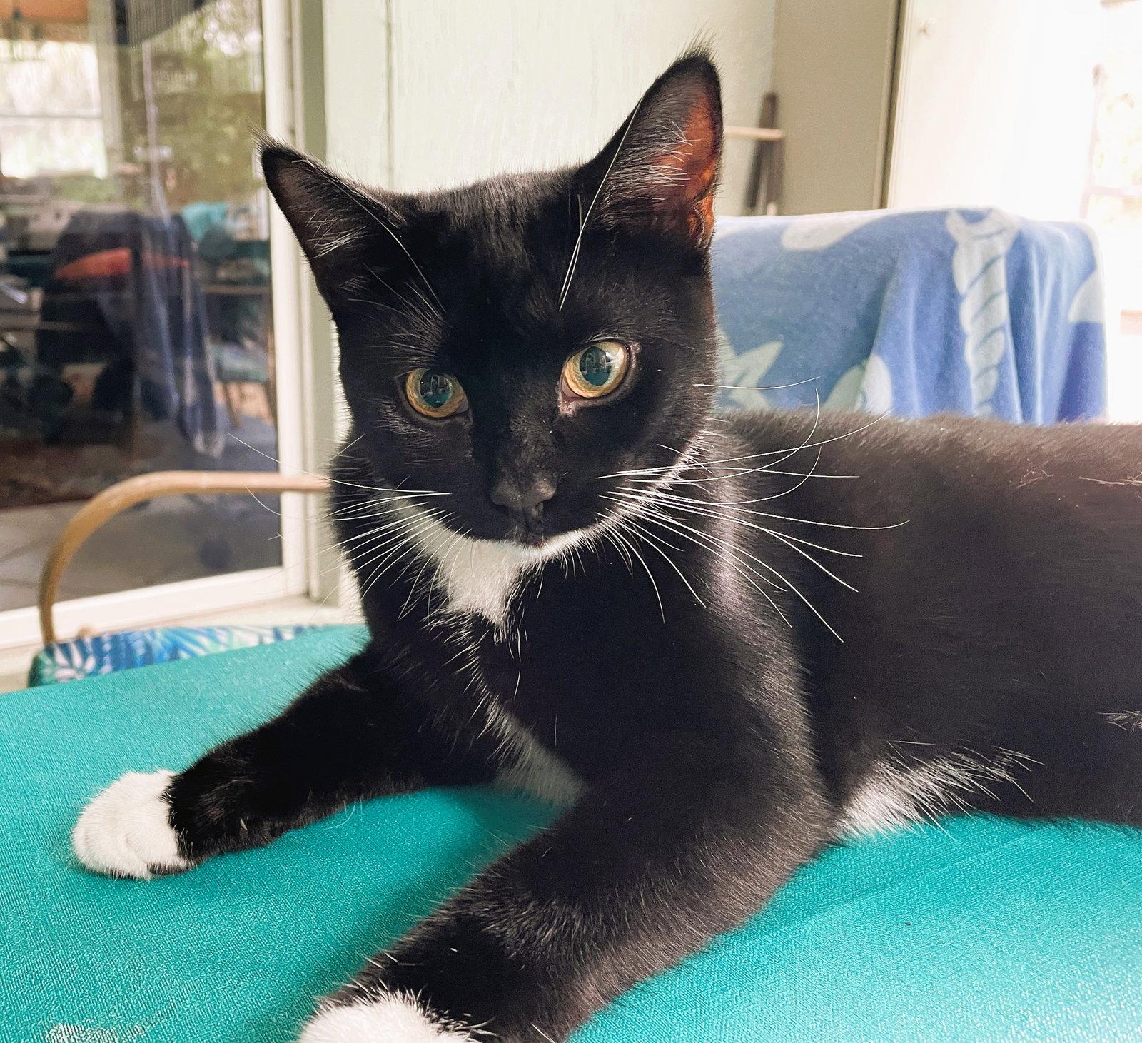 Tuxi Boy, a Adoptable mixed breed in Lighthouse Point, FL image 2/3