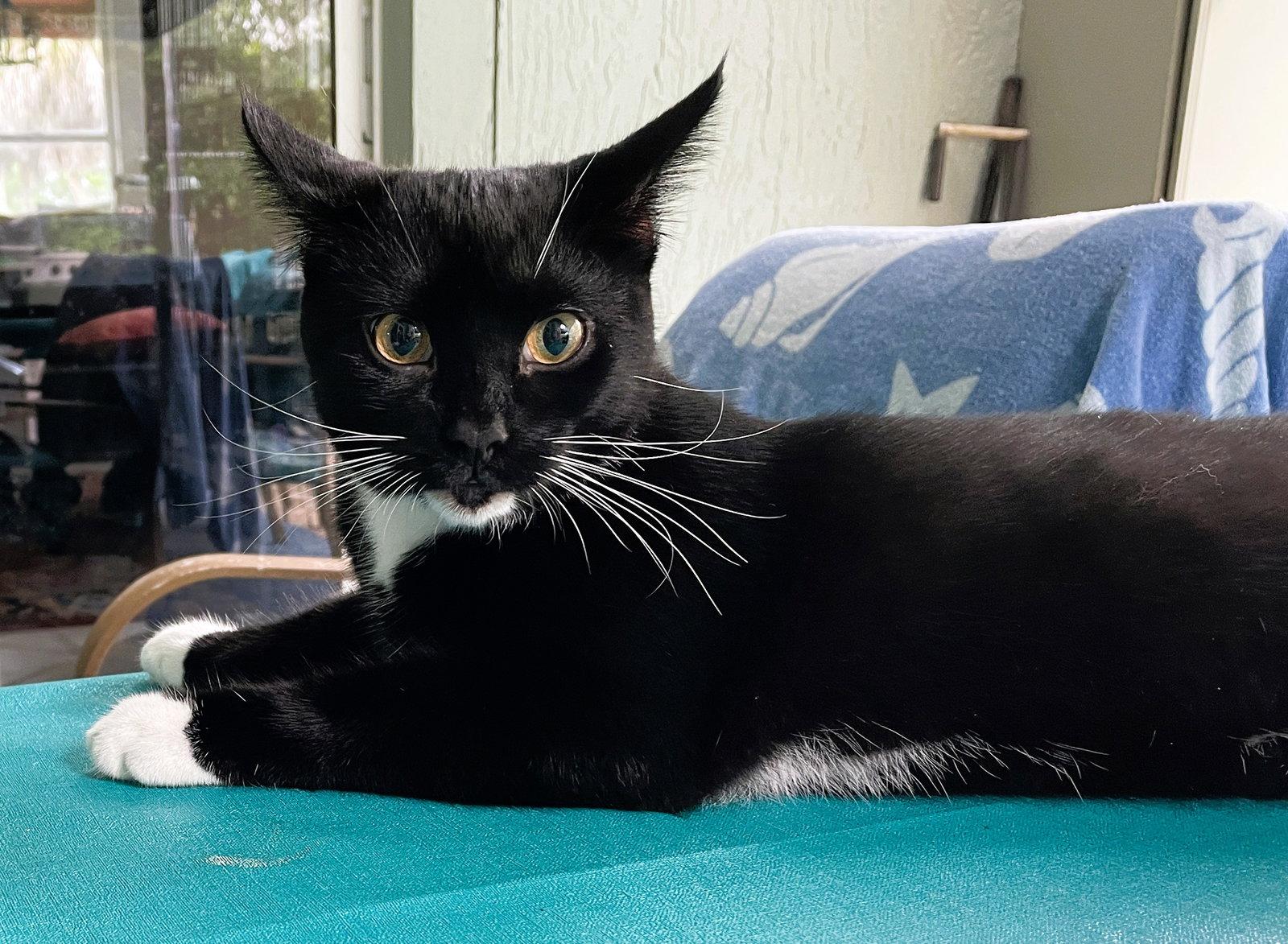 Tuxi Boy, a Adoptable mixed breed in Lighthouse Point, FL image 3/3