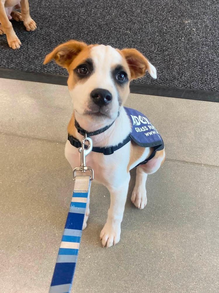 Larceny, a Adoptable mixed breed in Milton, DE image 1/2