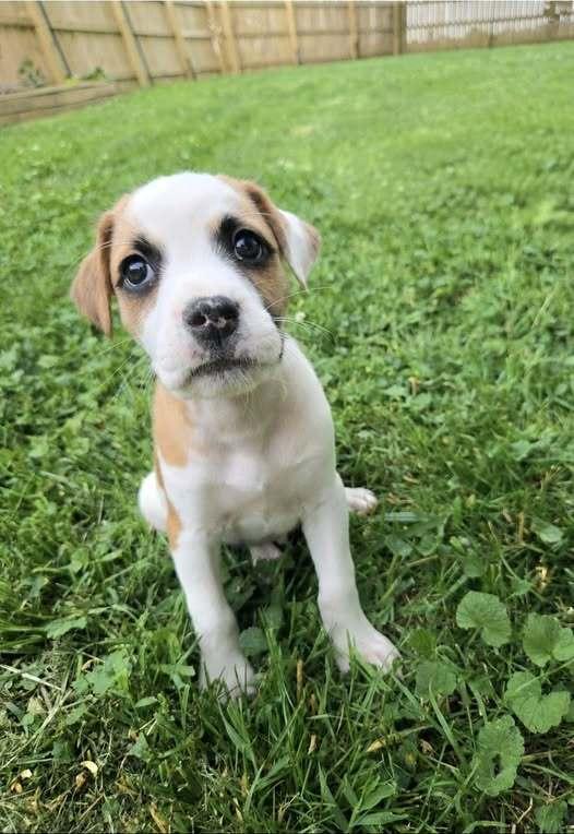 Larceny, Adoptable, Puppy Male Mixed Breed.