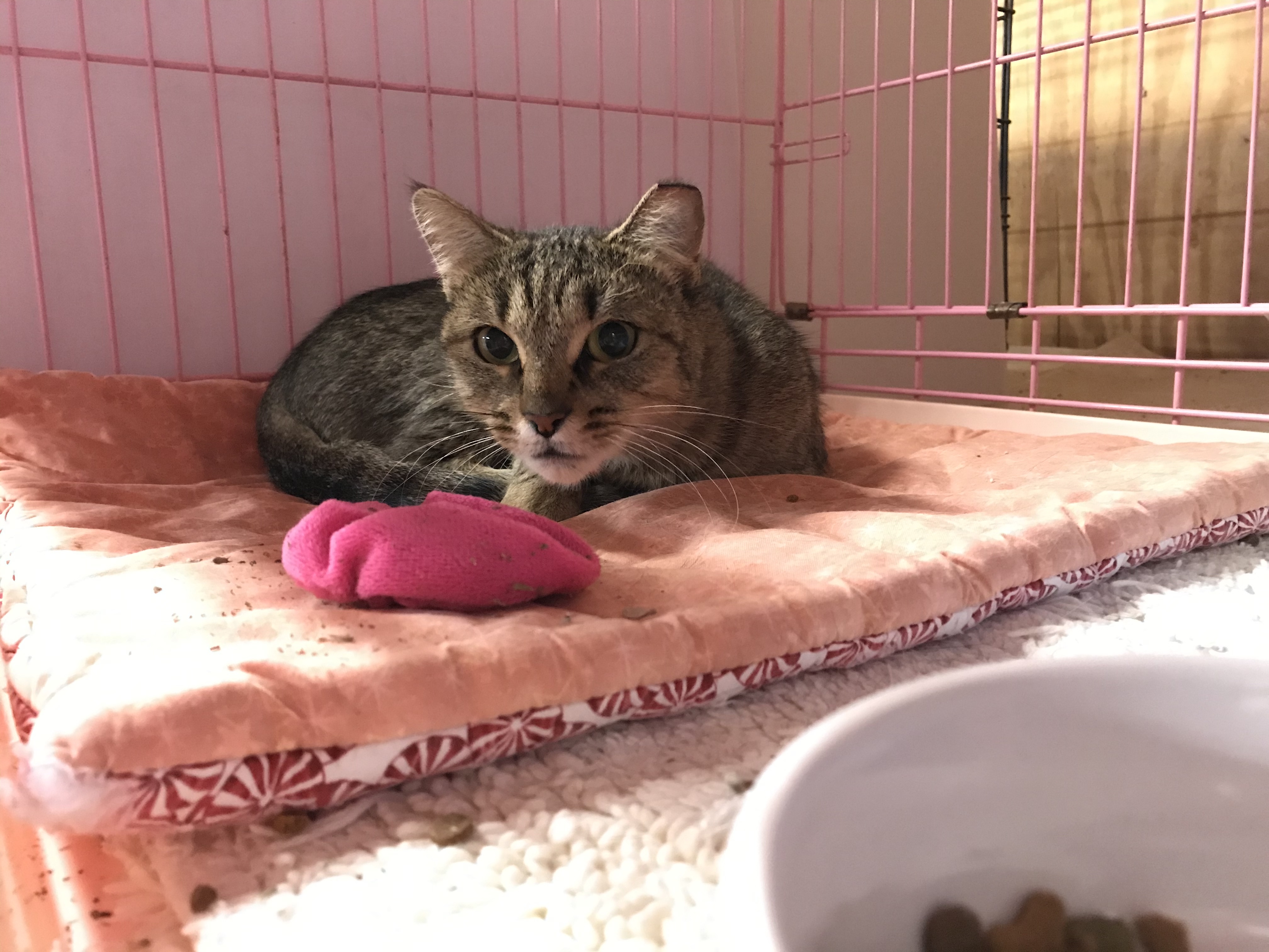 Enlarge *Barn Cats* , a Adoptable Domestic Short Hair in Littleton, NH image 1/6