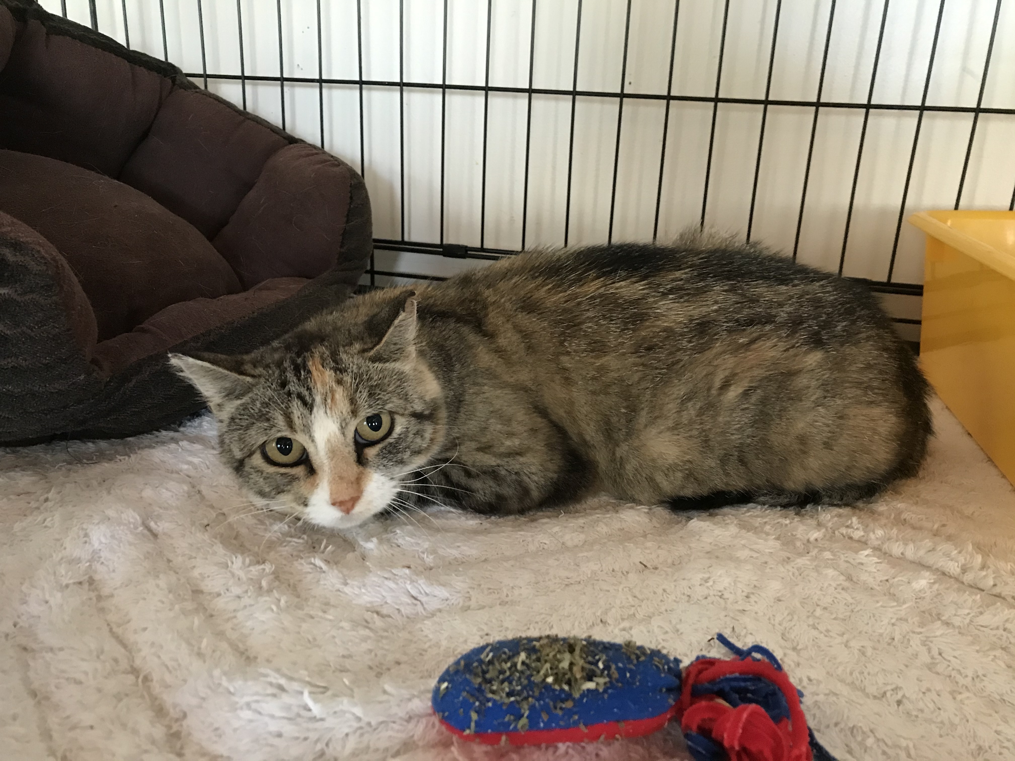 Enlarge *Barn Cats* , a Adoptable Domestic Short Hair in Littleton, NH image 2/6