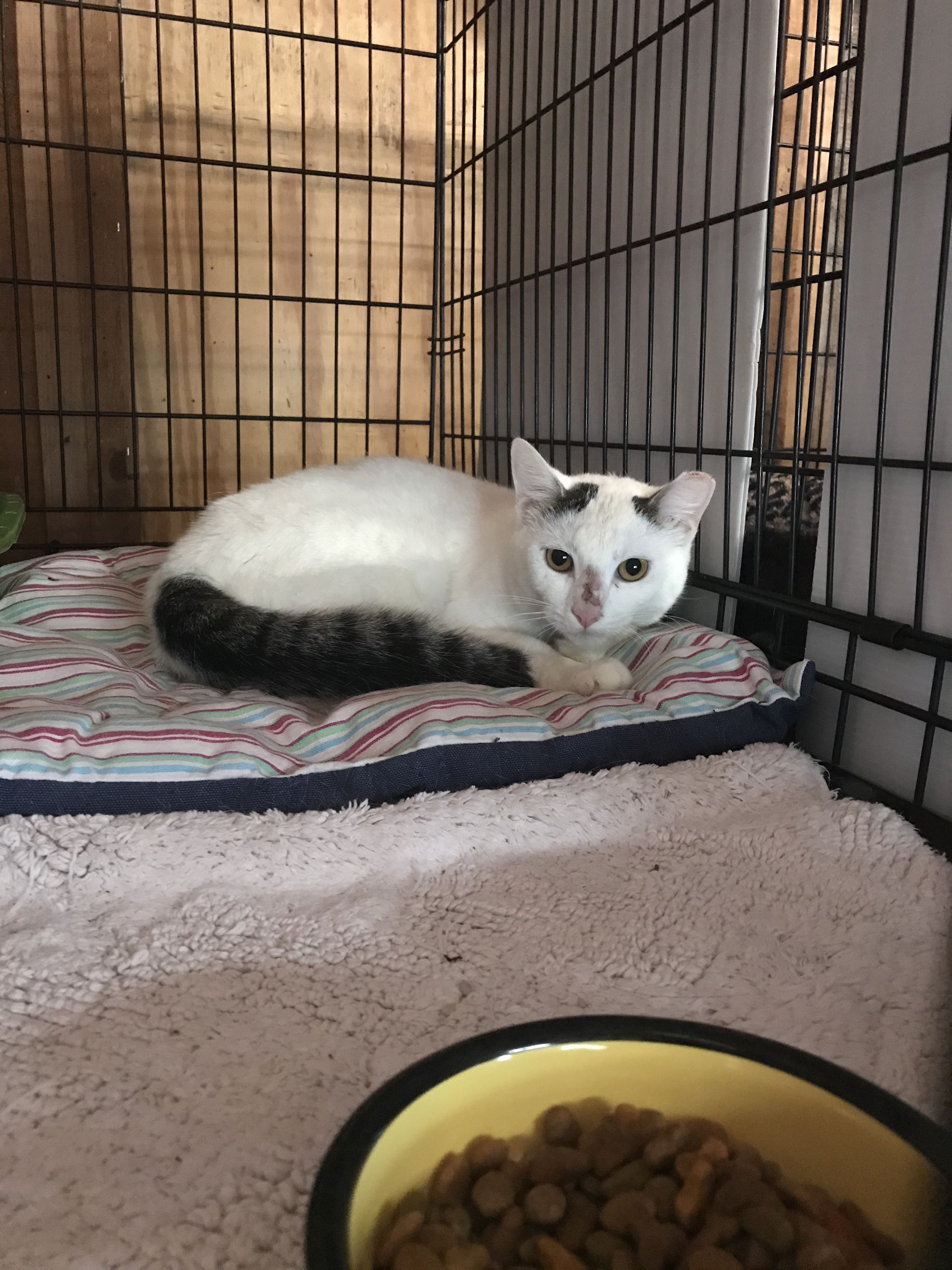 Enlarge *Barn Cats* , a Adoptable Domestic Short Hair in Littleton, NH image 3/6