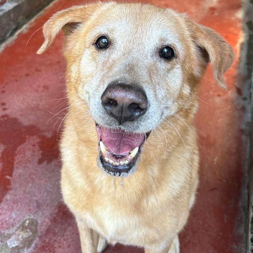 Maui ~~ CONTACT LAKEVIEW KENNELS, Roswell, GA   PH: 770.993.2224, ADOPTABLE, Senior Female Labrador Retriever & Retriever.