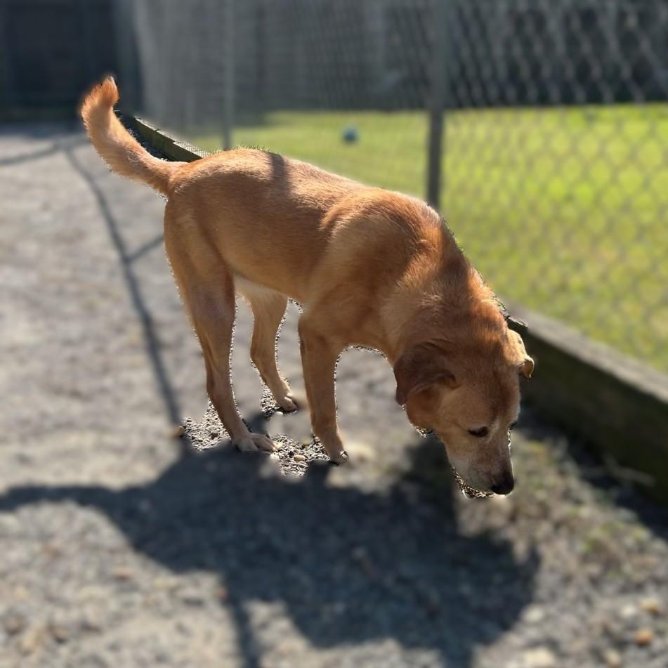 Enlarge Maui ~~ CONTACT LAKEVIEW KENNELS, Roswell, GA   PH: 770.993.2224, a ADOPTABLE mixed breed in Roswell, GA image 4/4