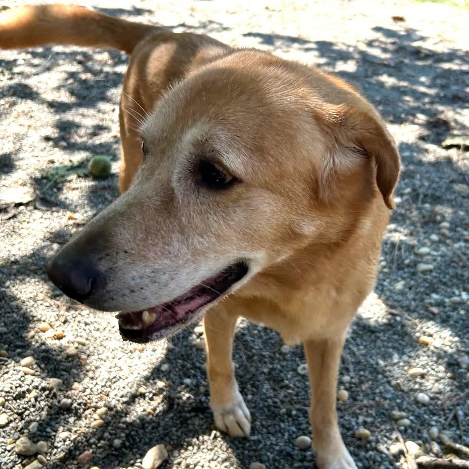 Enlarge Maui ~~ CONTACT LAKEVIEW KENNELS, Roswell, GA   PH: 770.993.2224, a ADOPTABLE mixed breed in Roswell, GA image 2/4