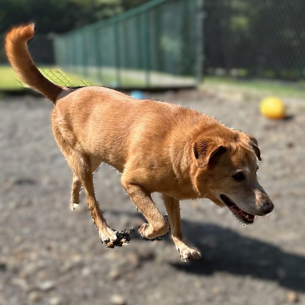 Enlarge Maui ~~ CONTACT LAKEVIEW KENNELS, Roswell, GA   PH: 770.993.2224, a ADOPTABLE mixed breed in Roswell, GA image 3/4