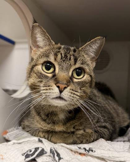 Enlarge Poppy, a ADOPTABLE Tabby in Cobourg, ON image 1/1