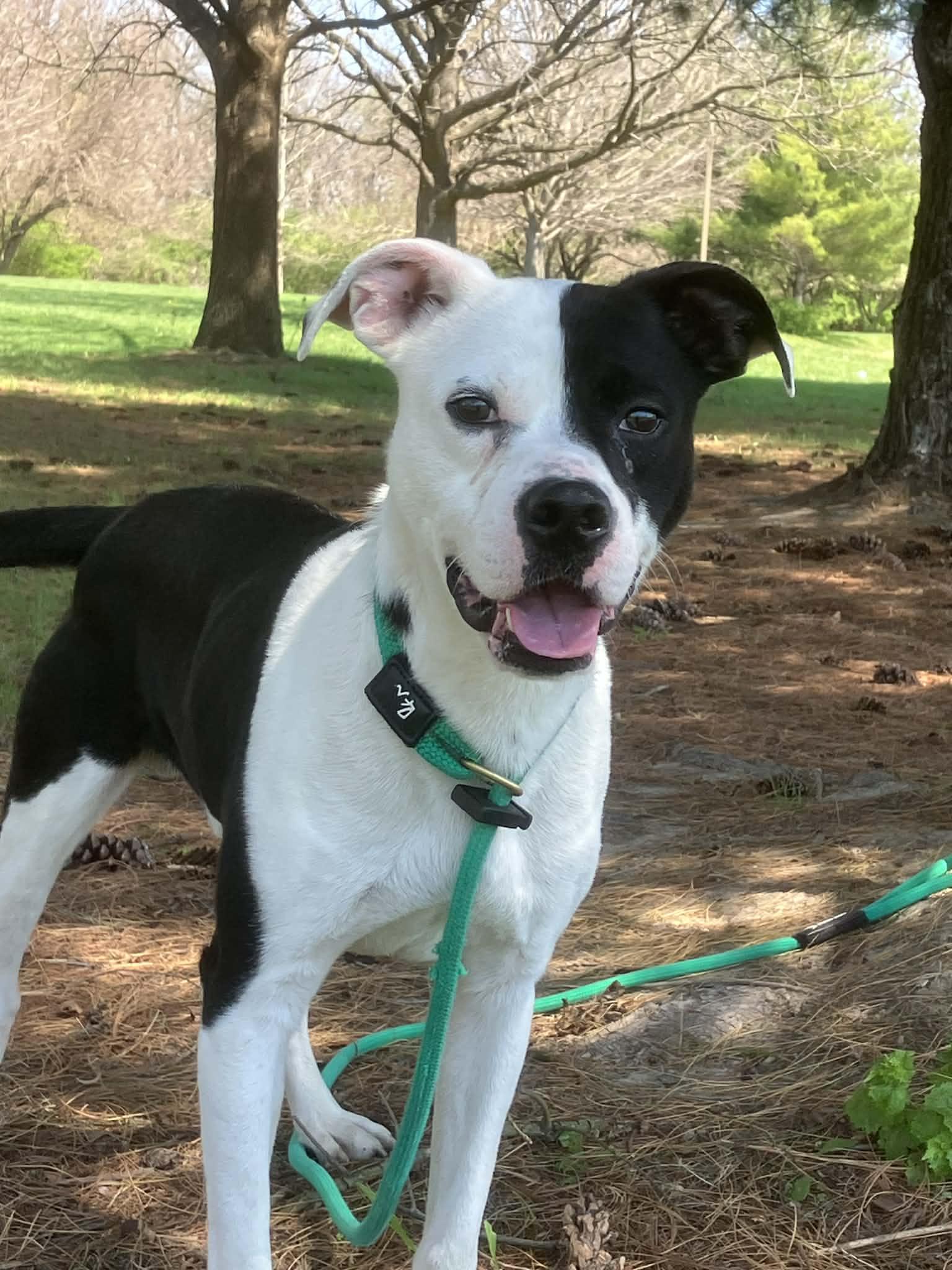 Glitch (in a FOSTER home), a ADOPTABLE mixed breed in Springfield, IL image 2/3