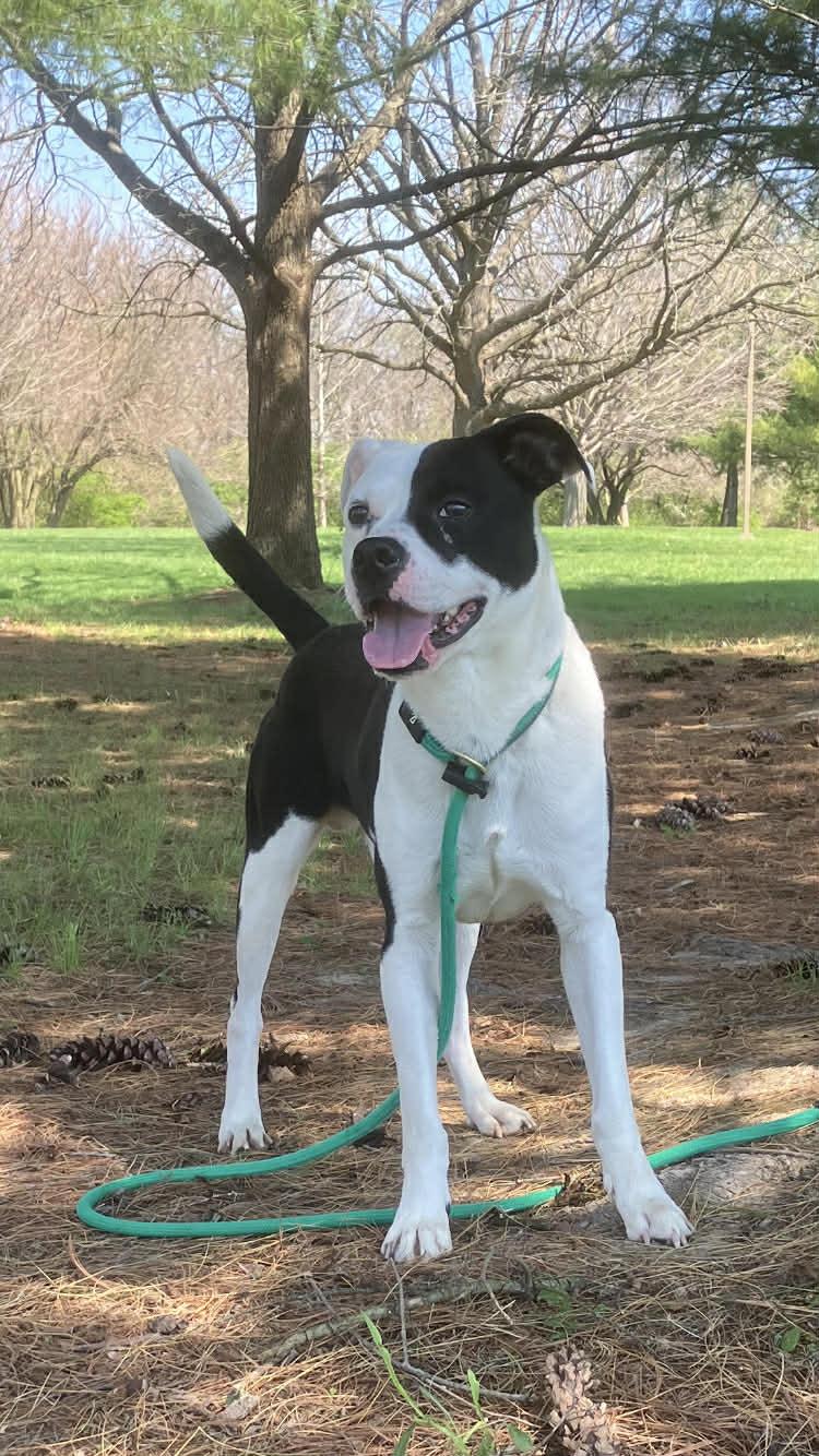 Glitch (in a FOSTER home), ADOPTABLE, Young Male Pit Bull Terrier.