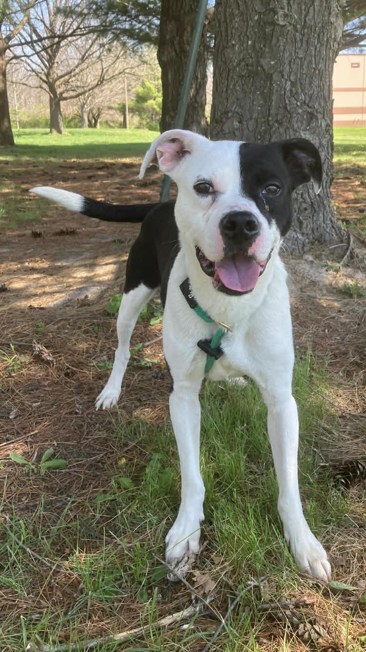 Glitch (in a FOSTER home), a ADOPTABLE mixed breed in Springfield, IL image 3/3
