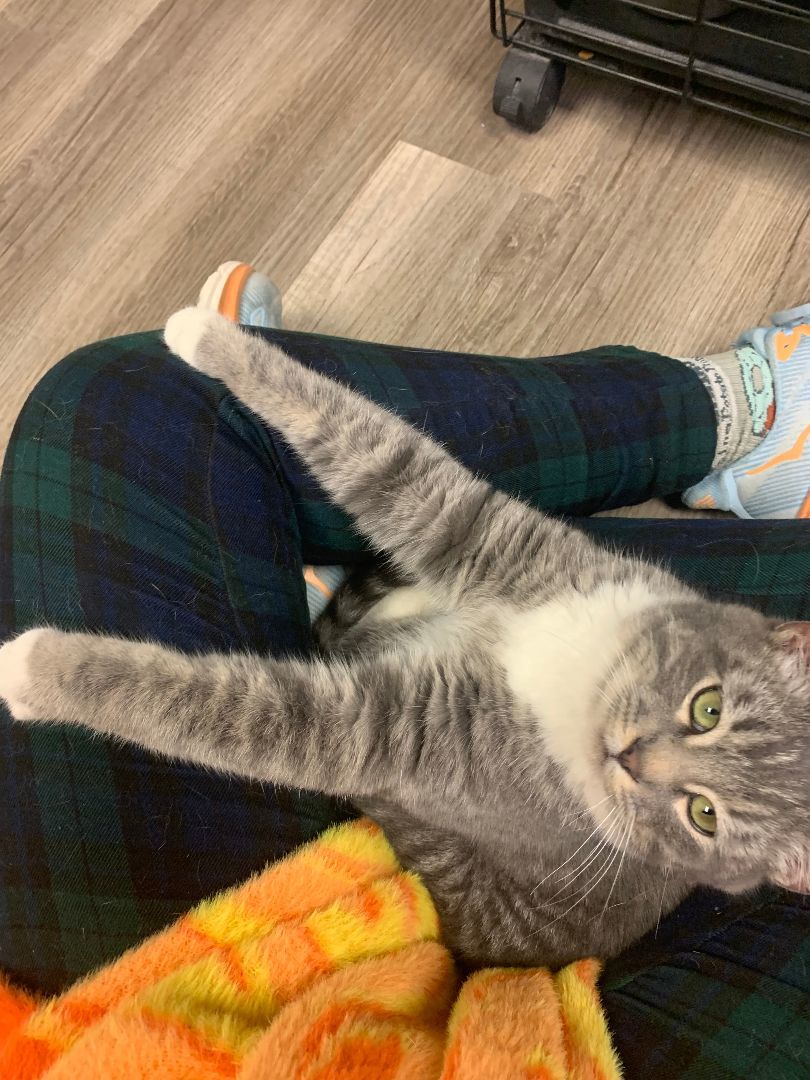 Mr. Squish, Adopted, Young Male Domestic Short Hair.