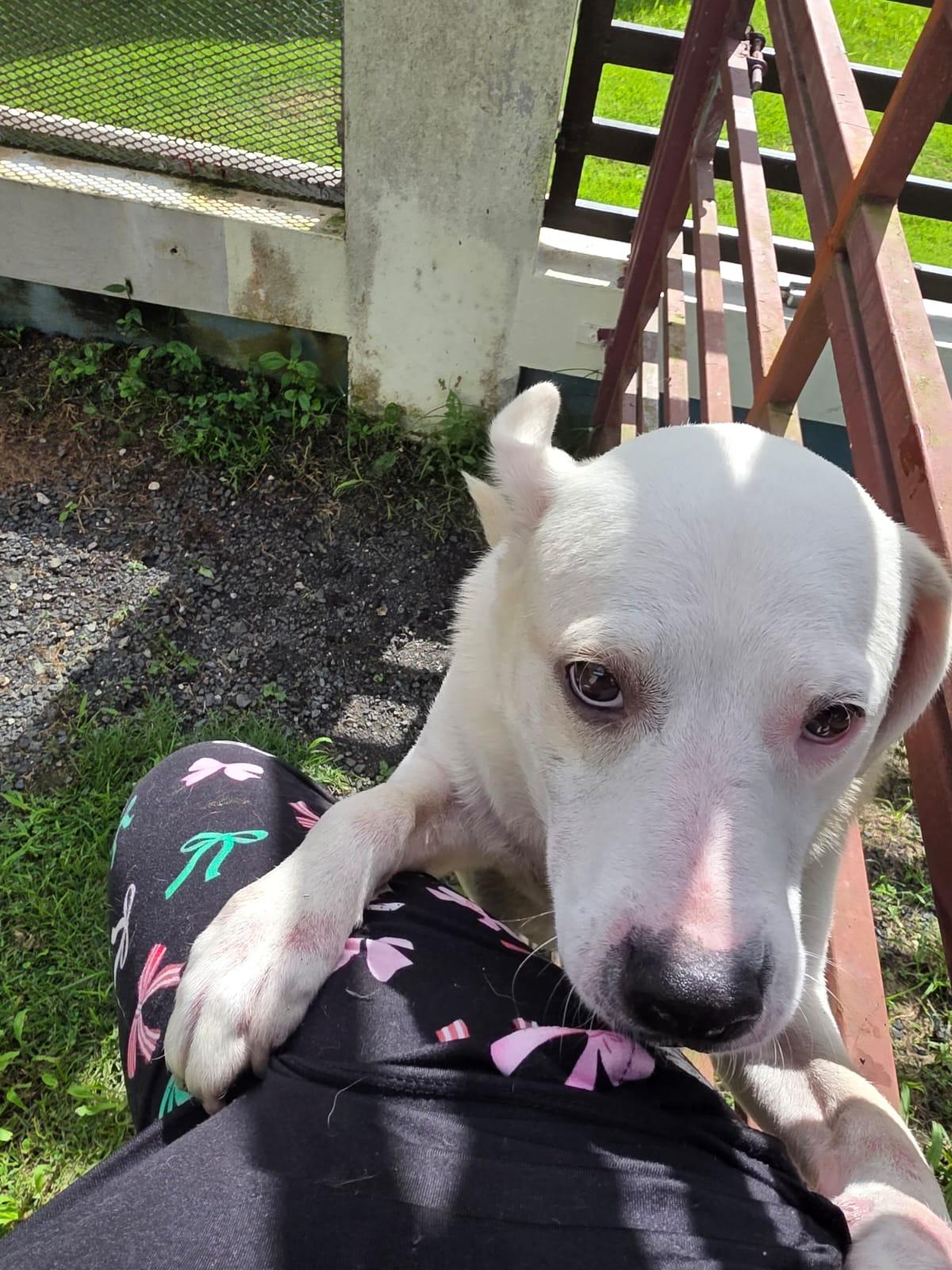 Enlarge Skye, a ADOPTABLE Labrador Retriever in Albion, NY image 2/4