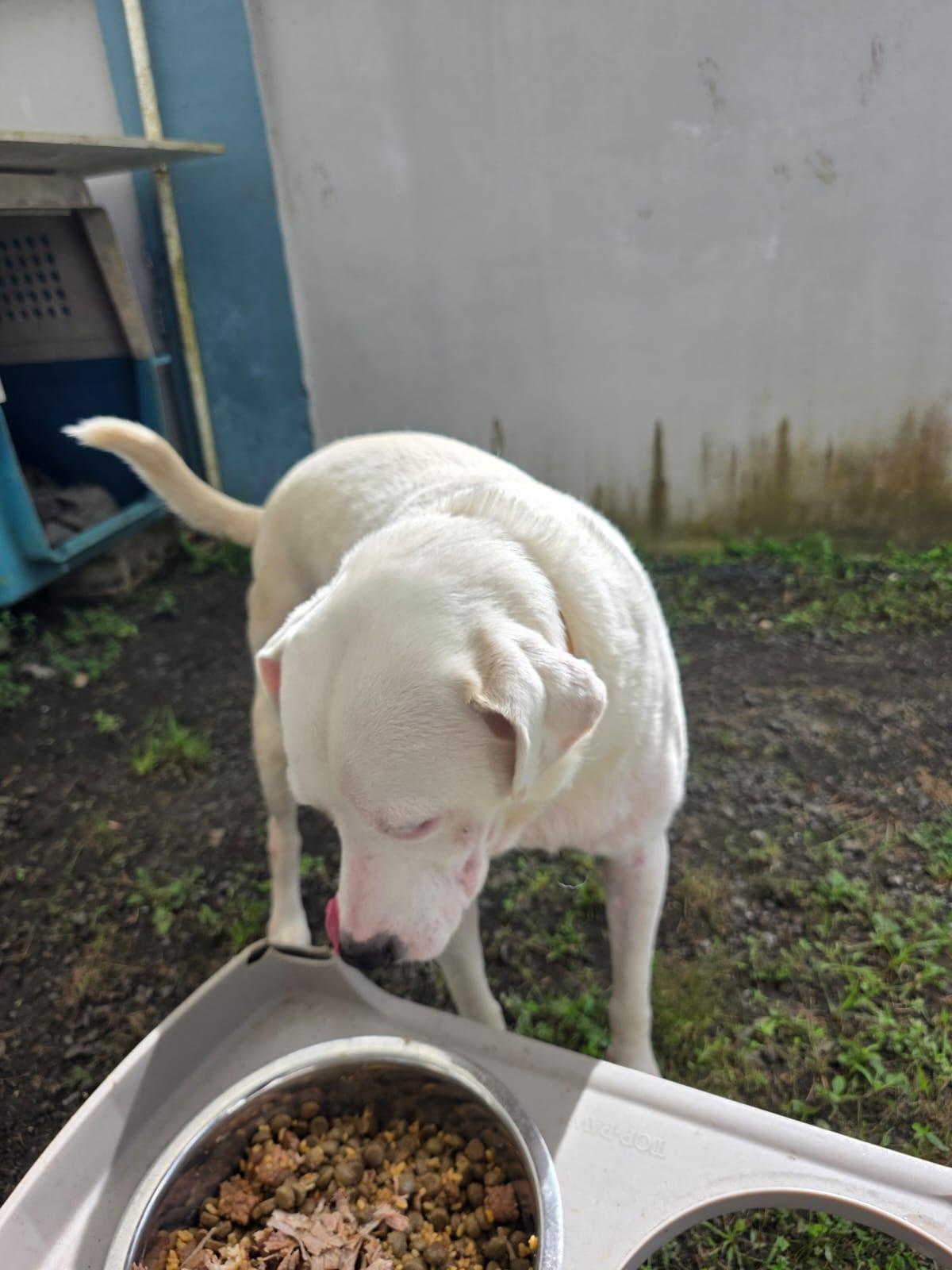 Enlarge Skye, a ADOPTABLE Labrador Retriever in Albion, NY image 3/4