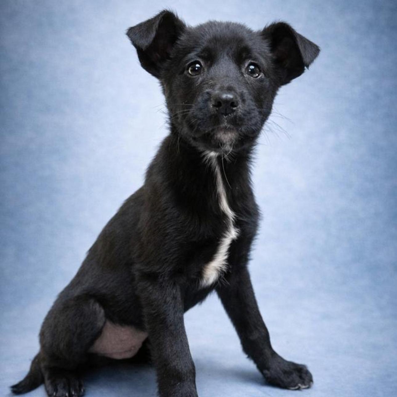 Woodrow , ADOPTABLE, Young Male Mixed Breed.