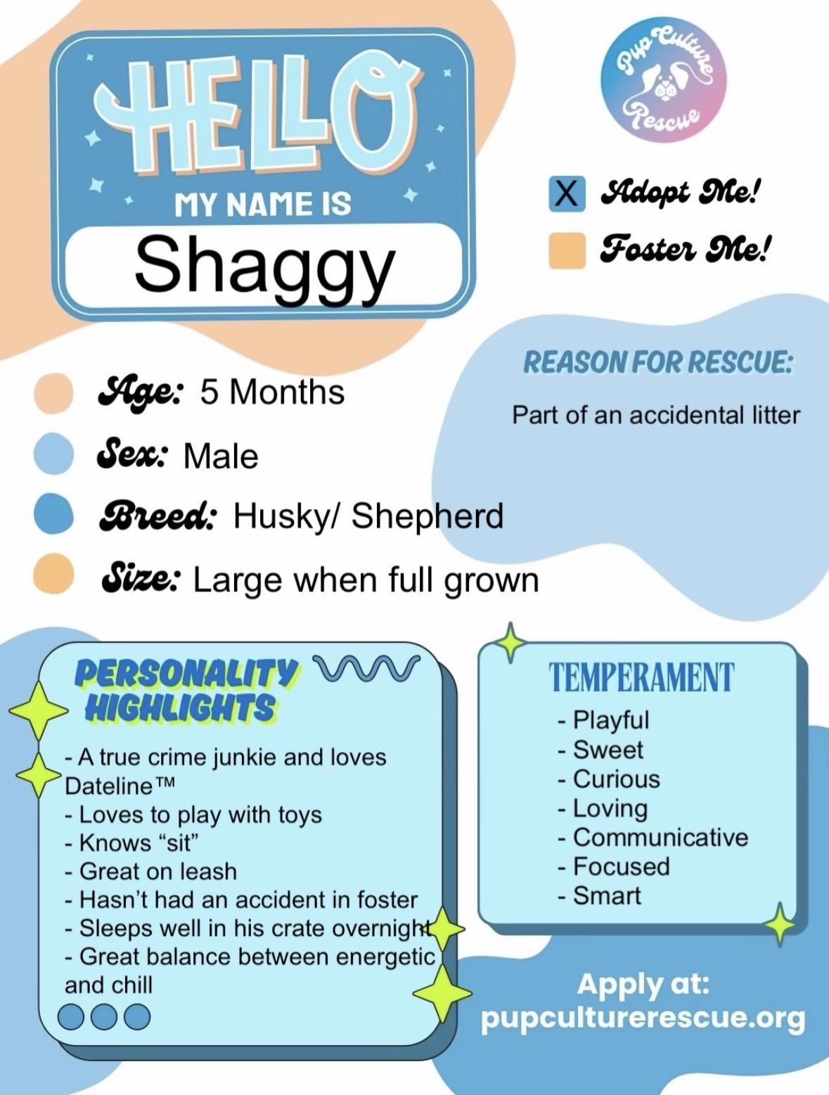 Shaggy, a Adoptable Husky in Pasadena, CA image 2/5
