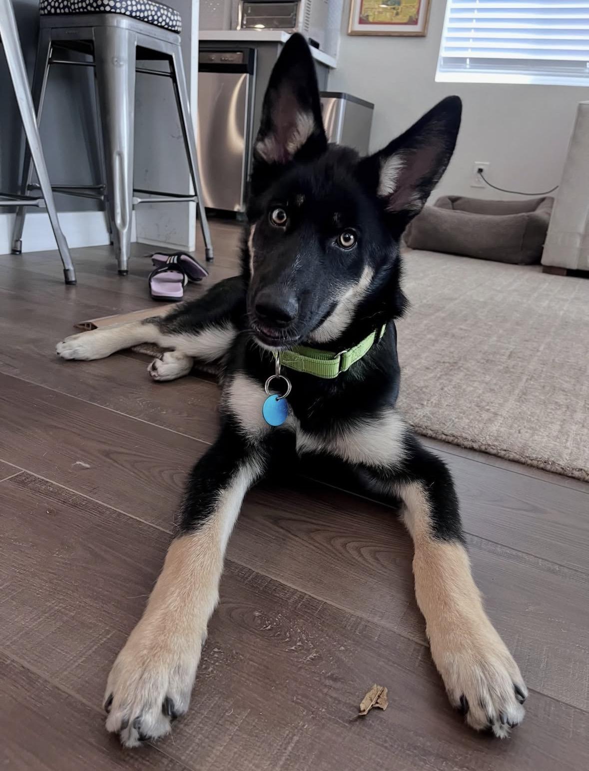 Shaggy, a Adoptable Husky in Pasadena, CA image 4/5