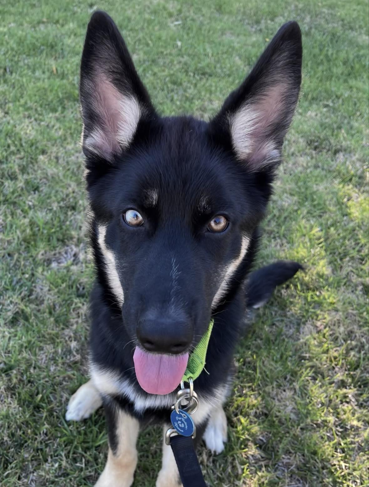 Shaggy, a Adoptable Husky in Pasadena, CA image 3/5