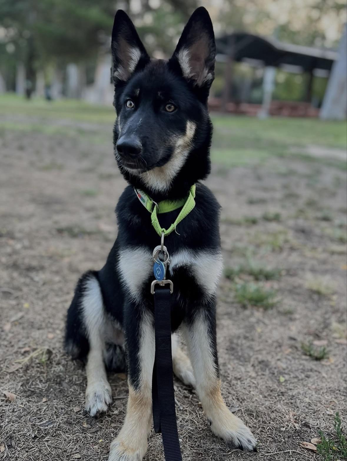 Shaggy, Adoptable, Puppy Male Husky.