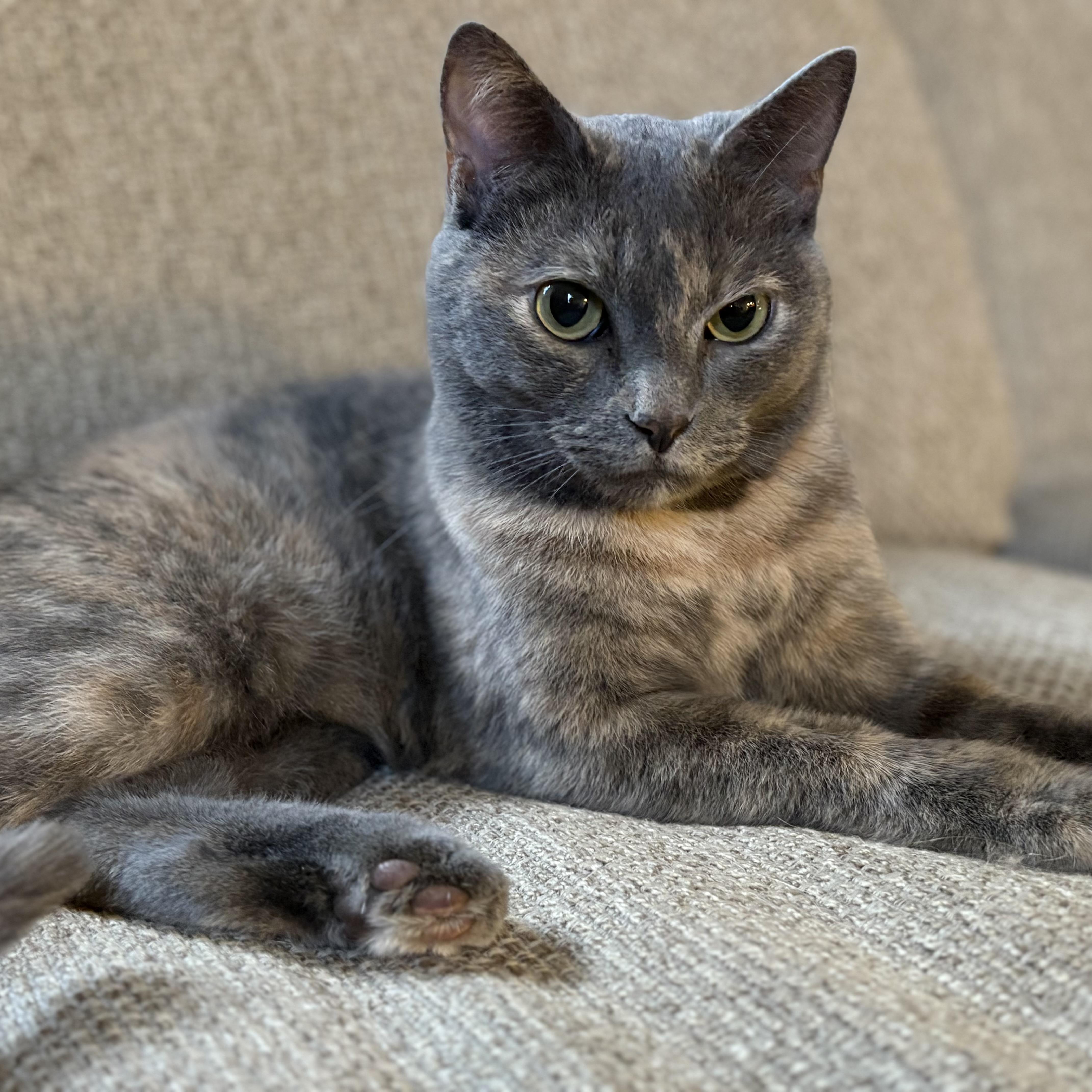 Clementine — thumbnail 2