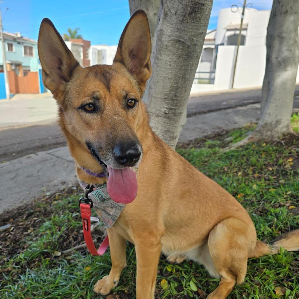 Sol, Adoptable, Senior Female Shepherd.