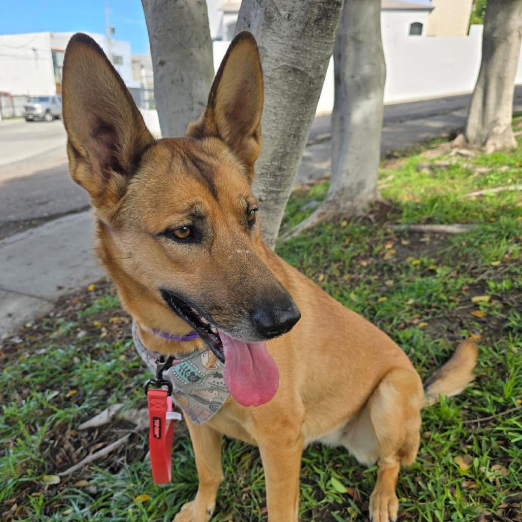 Sol, a Adoptable Shepherd in Escondido, CA image 2/2