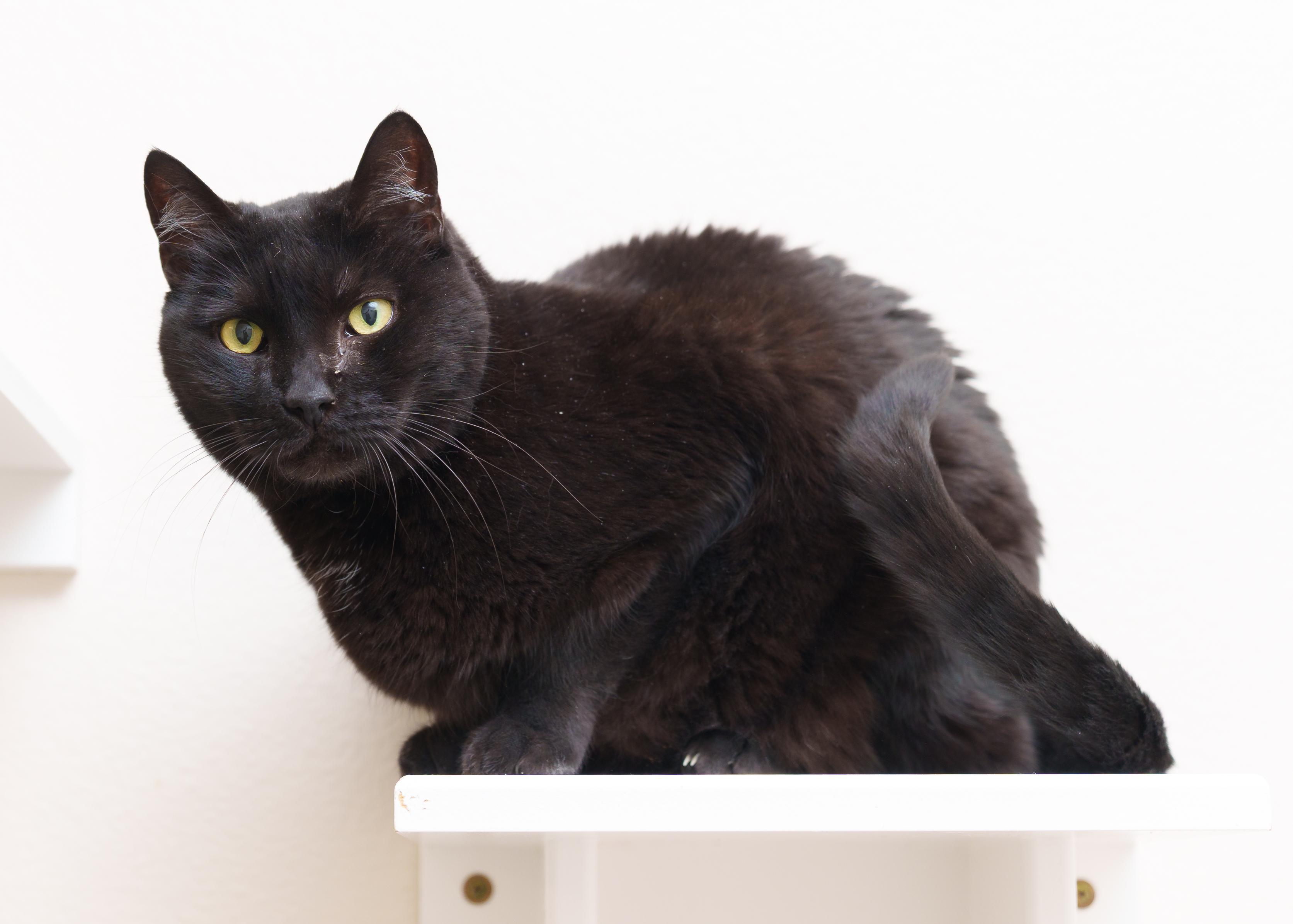 Panther, a ADOPTABLE Domestic Short Hair in Boise, ID image 3/3