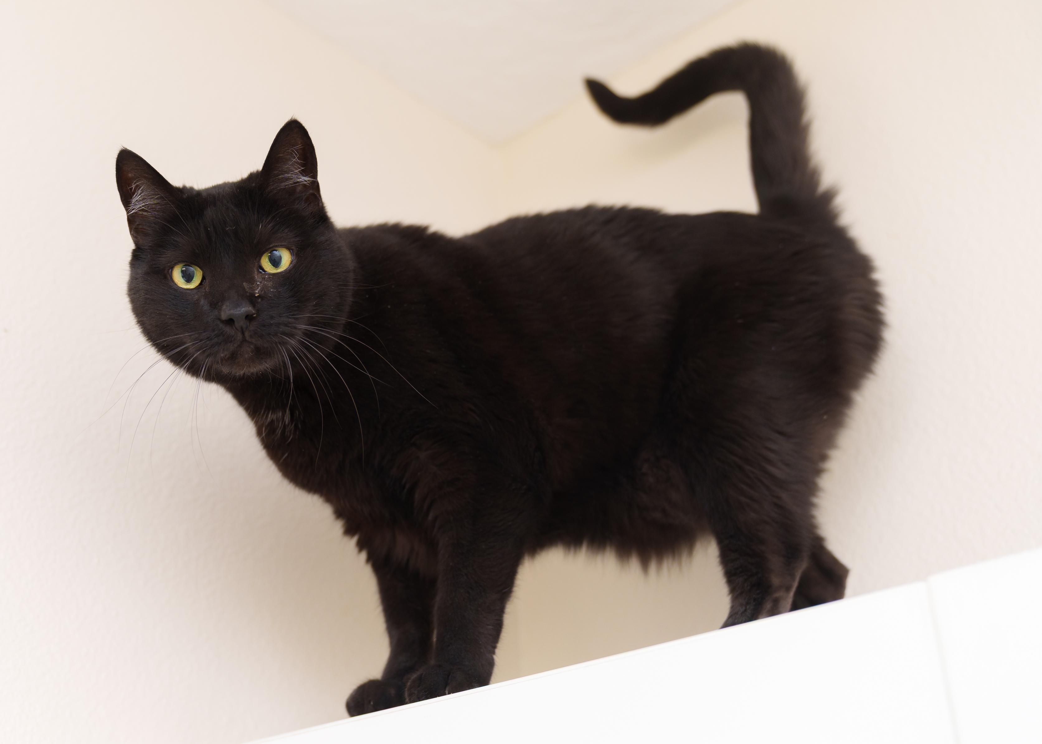 Panther, a ADOPTABLE Domestic Short Hair in Boise, ID image 1/3