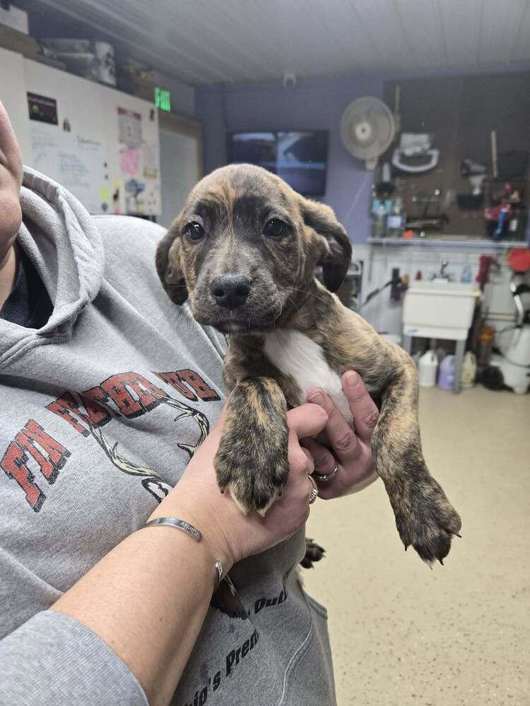 Enlarge Loretta, a Adoptable Plott Hound in Waverly, OH image 1/1
