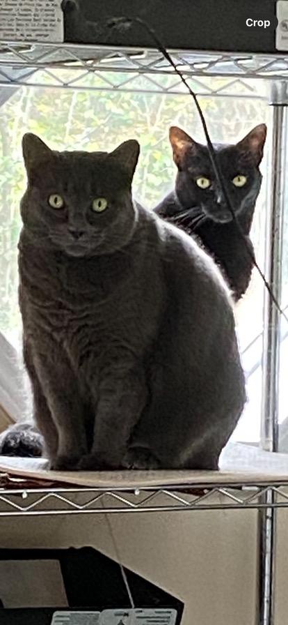 Luna & Missy thumbnail 2