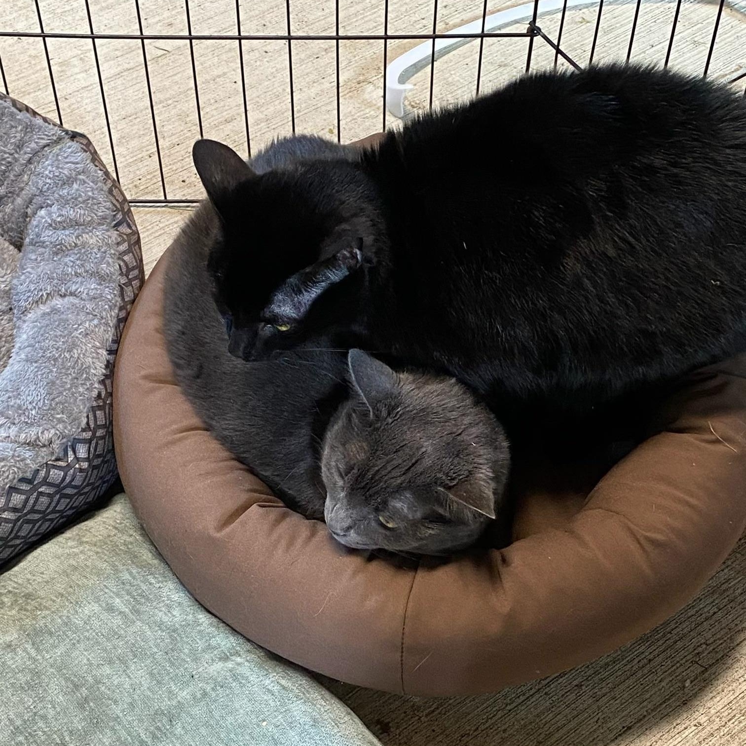 Luna & Missy thumbnail 4