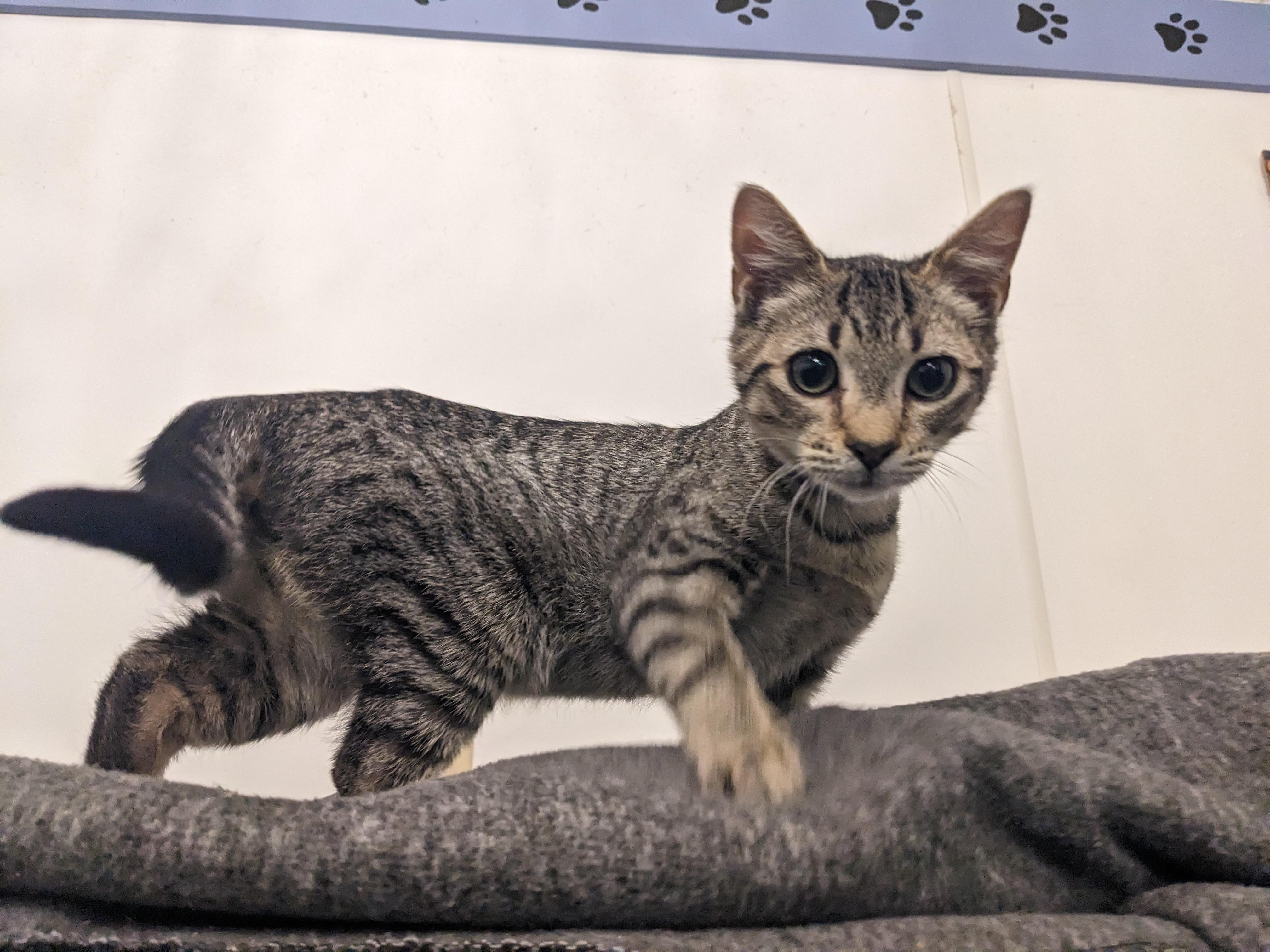 Enlarge Quija, an adopted Domestic Short Hair in Rocky Ridge, MD image 1/1