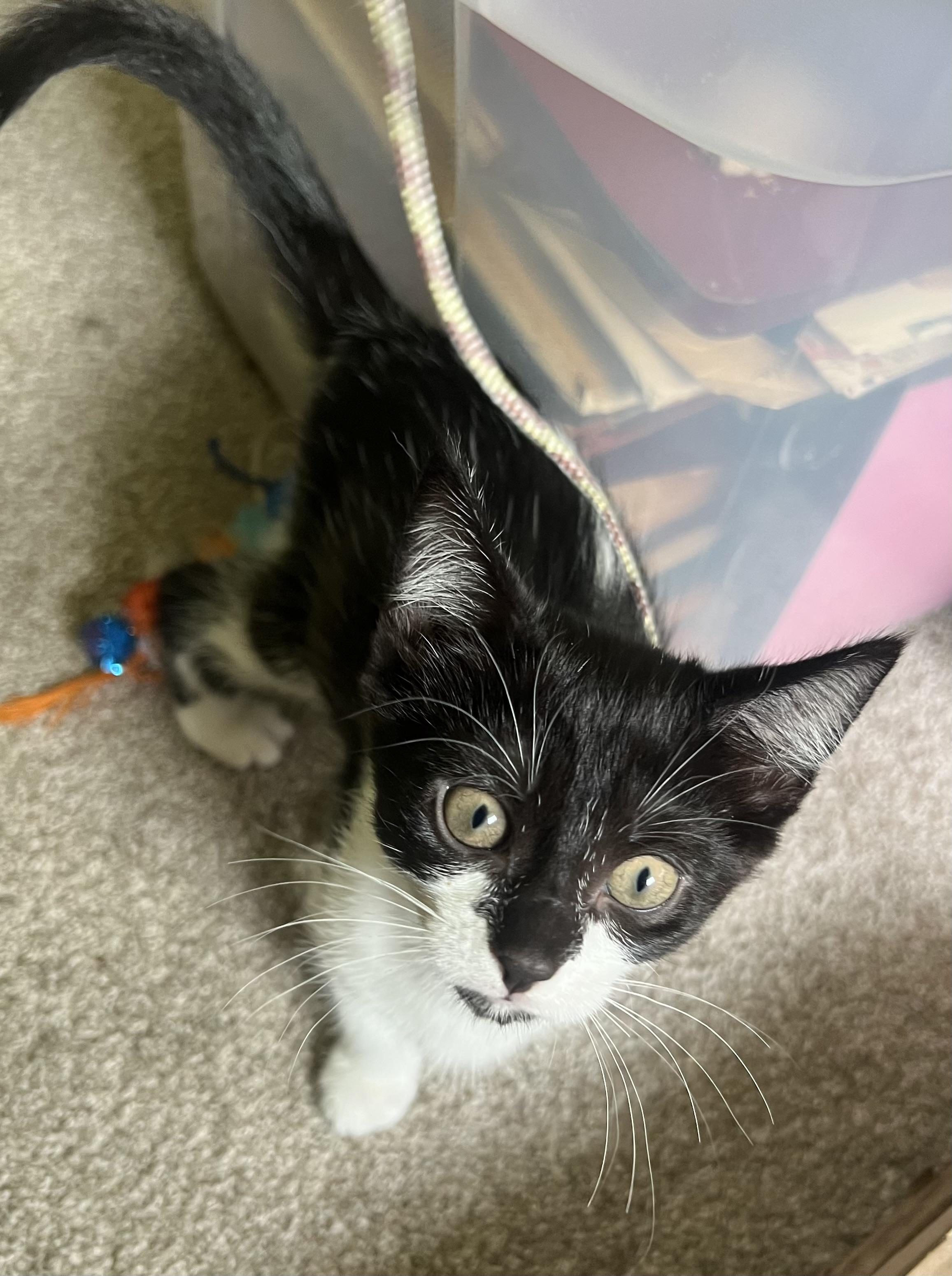 Enlarge Domino, a Adopted Domestic Short Hair in Smyrna, GA image 4/6