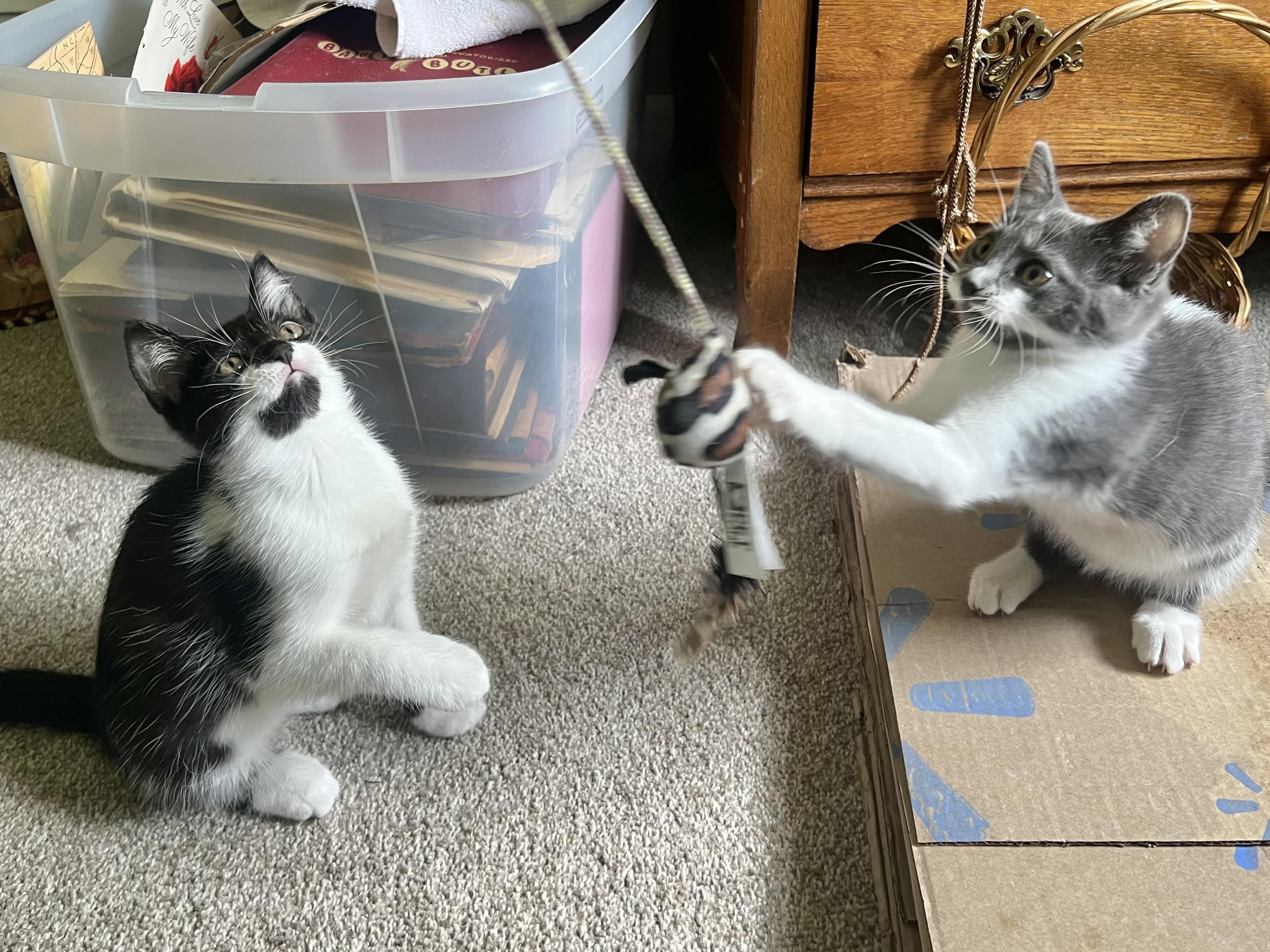 Domino, Adopted, Young Female Domestic Short Hair.