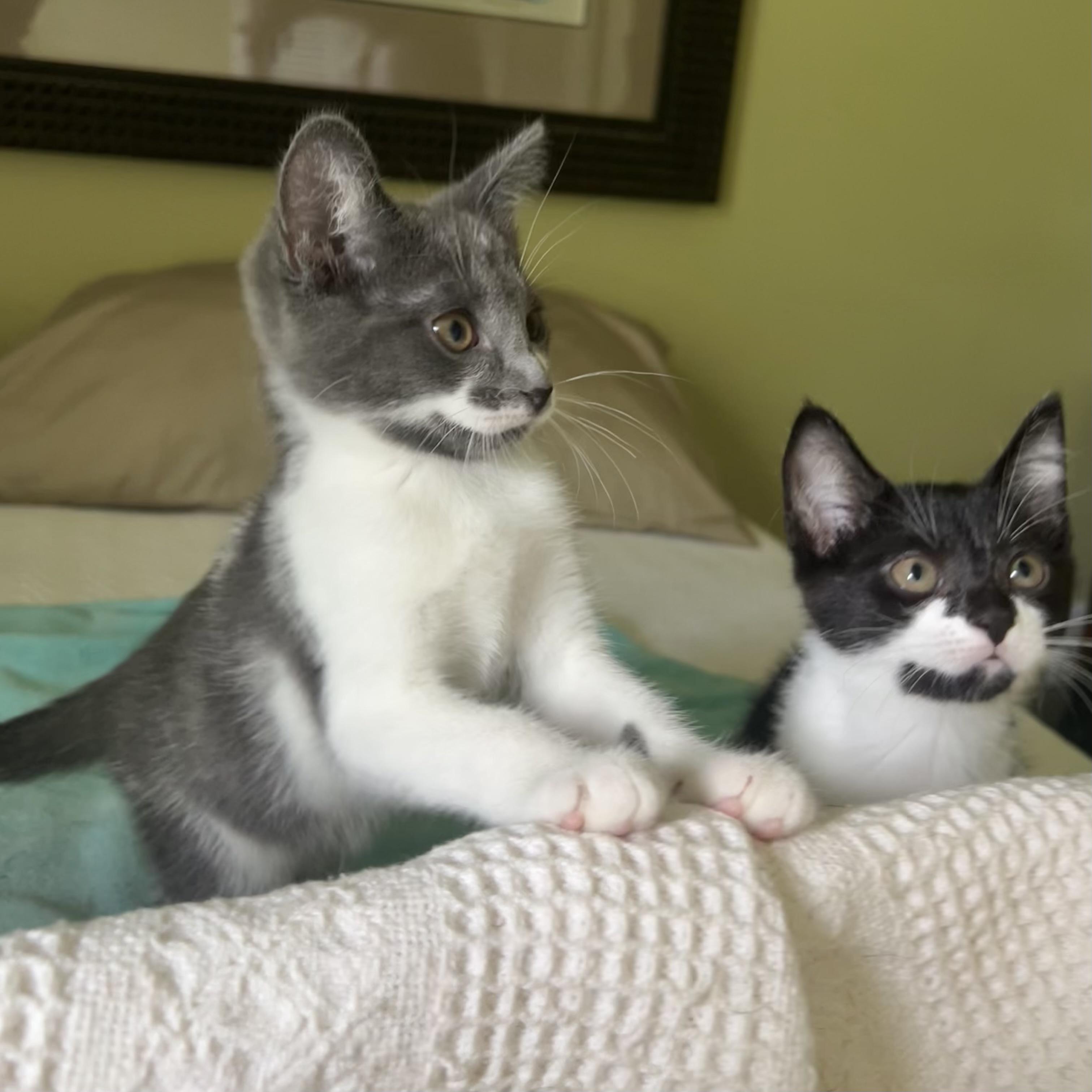 Enlarge Domino, a Adopted Domestic Short Hair in Smyrna, GA image 5/6