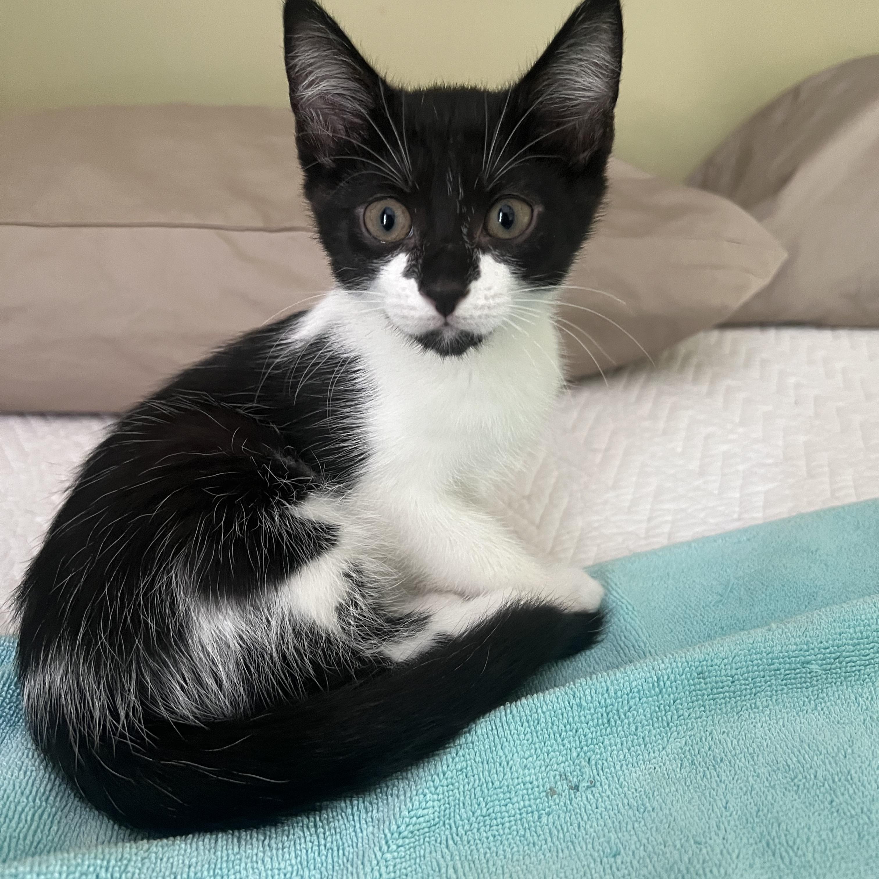 Enlarge Domino, a Adopted Domestic Short Hair in Smyrna, GA image 2/6