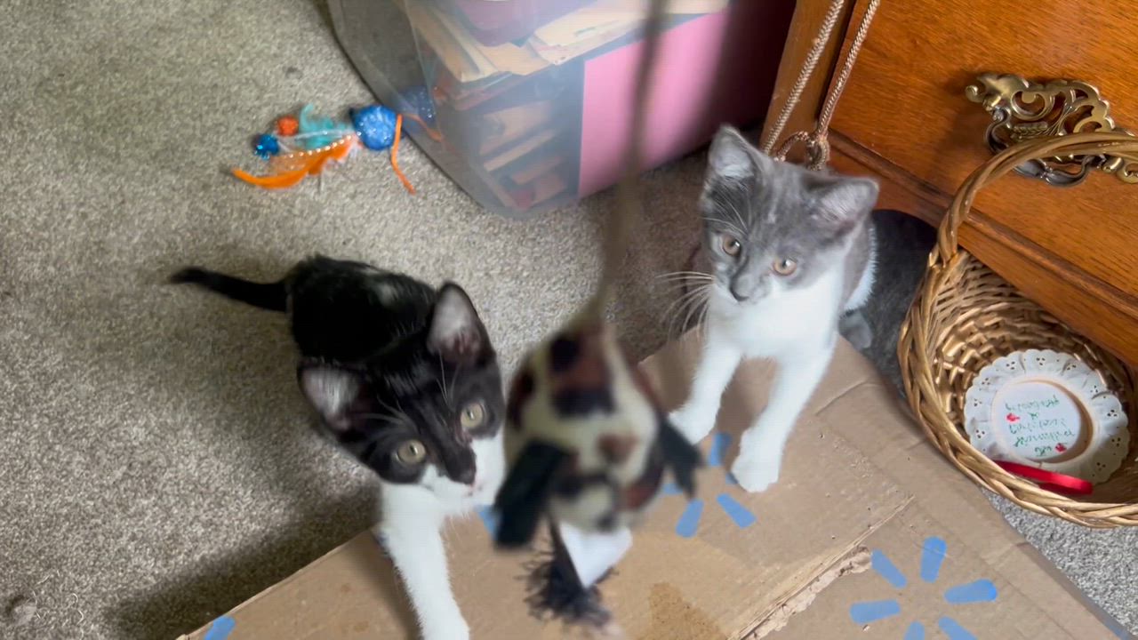 Enlarge Domino, a Adopted Domestic Short Hair in Smyrna, GA video 6/6