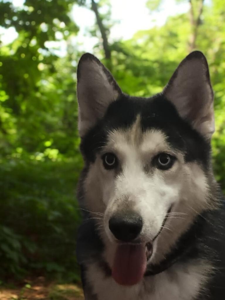 Isis, a Adoptable Husky in Fort Stockton, TX image 1/3