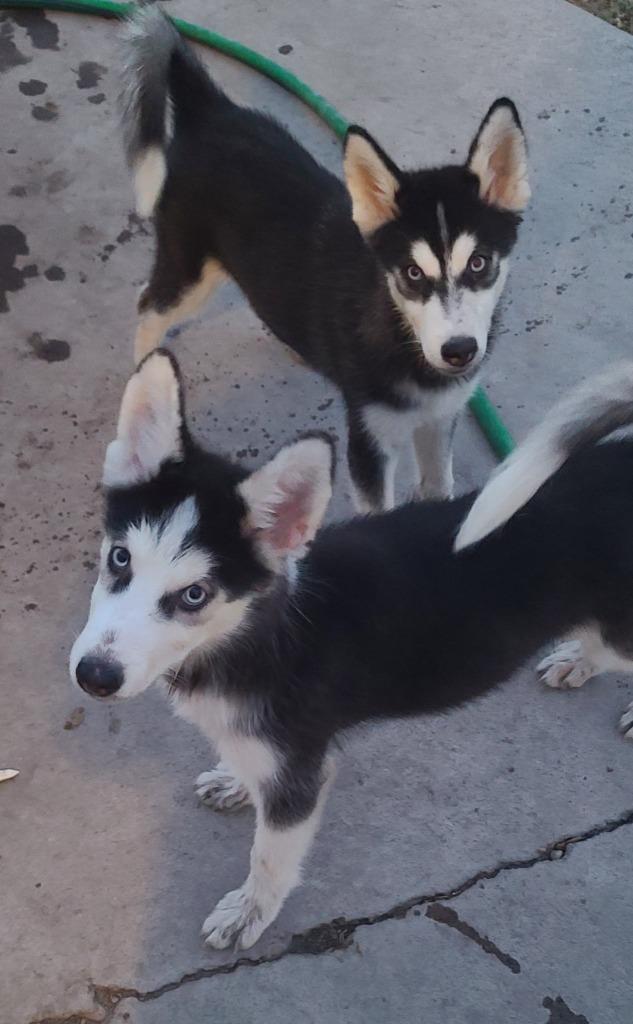 Isis, a Adoptable Husky in Fort Stockton, TX image 3/3