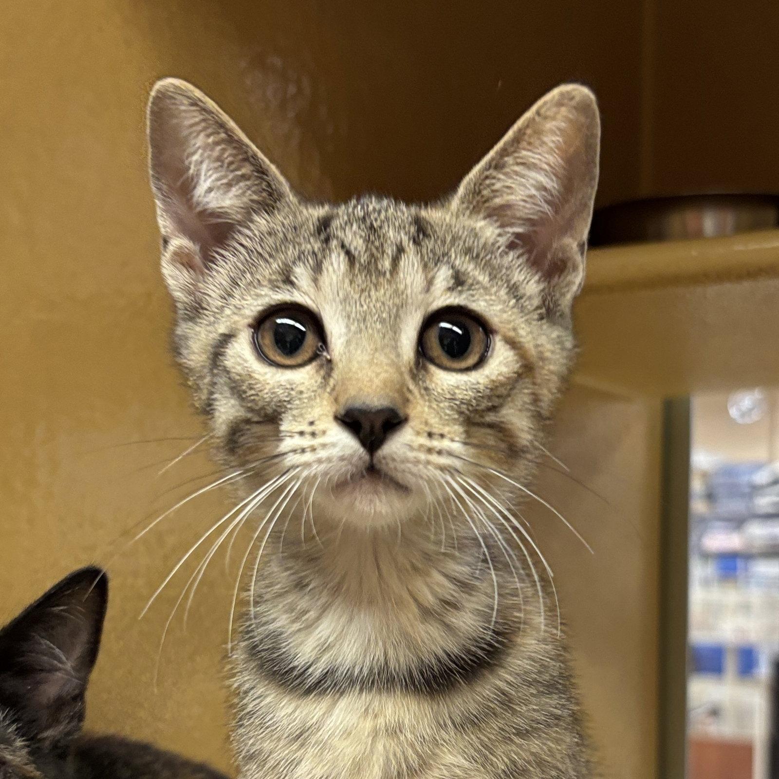 Rosemary, Adoptable, Kitten Female Domestic Short Hair.