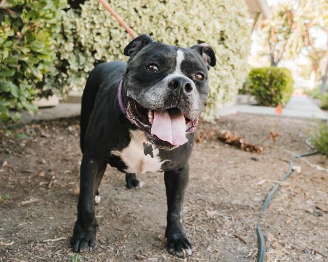 Enlarge Oslo, a Adoptable mixed breed in San Diego, CA image 1/4