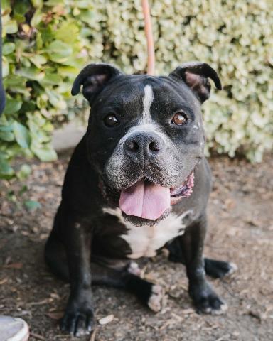 Enlarge Oslo, a Adoptable mixed breed in San Diego, CA image 2/4